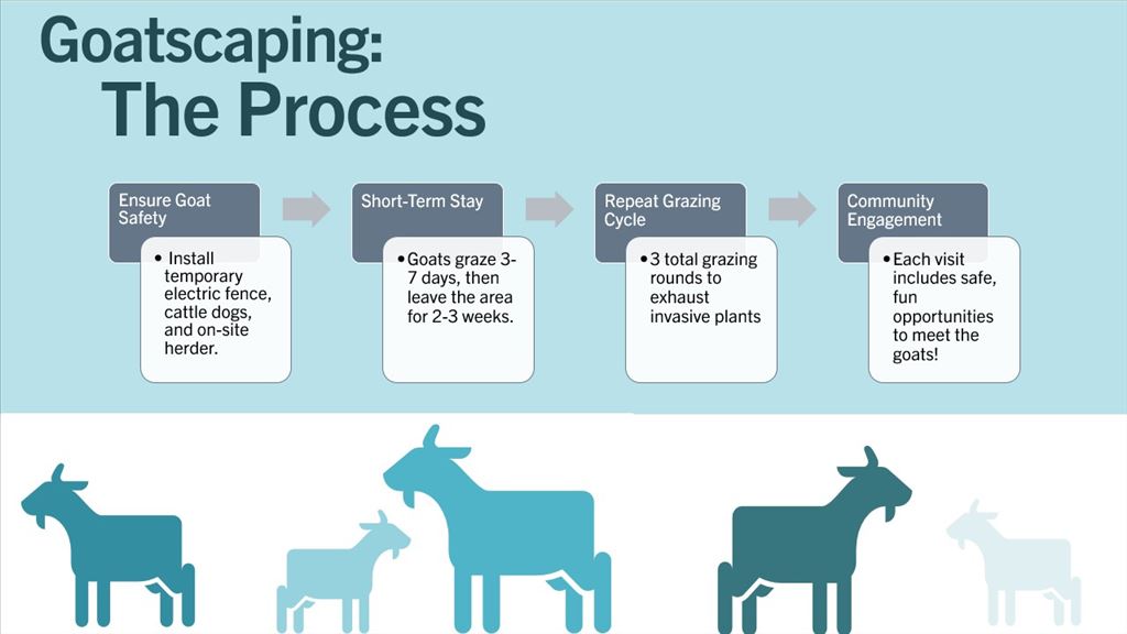 The Process The Process