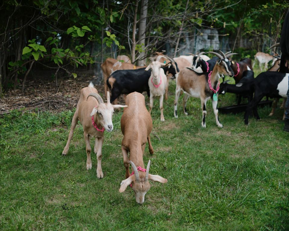 Goats at Work Goats at Work